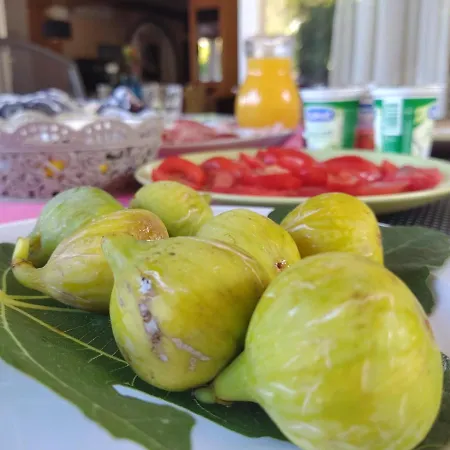 Casa de hóspedes Palma Palit